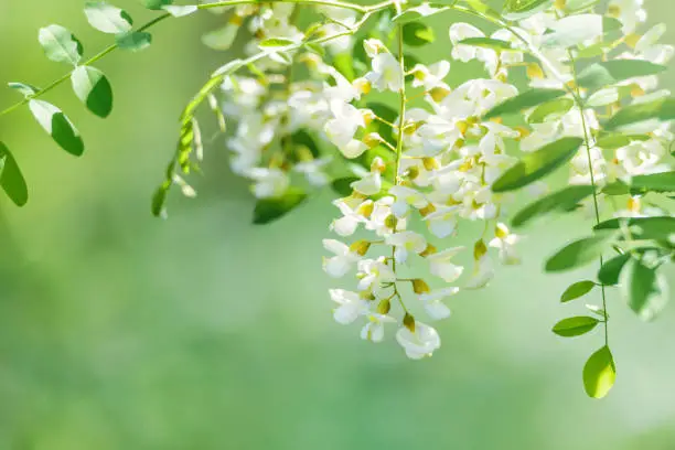 Acacia flower like a bunch of grapes