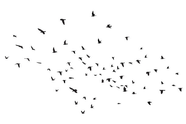 istock Silhouette of flying birds isolated on white background 1327735628