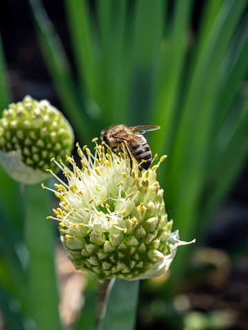 honey bee pollinates flowering onions in the garden, macro