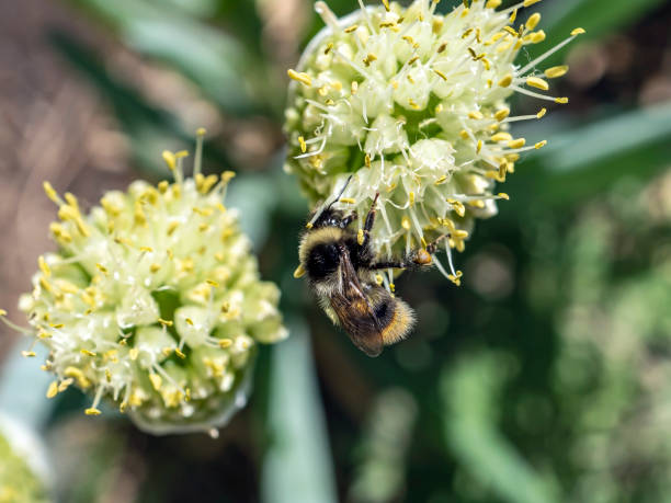istock bumblebee pollinates flowering onions in the garden 1327735918