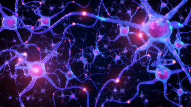 ヒト脳内のニューロン、ニューロン細胞の電気的活動を伴うニューロンネットワーク、3dレンダリング - brain cells ストックフォトと画像