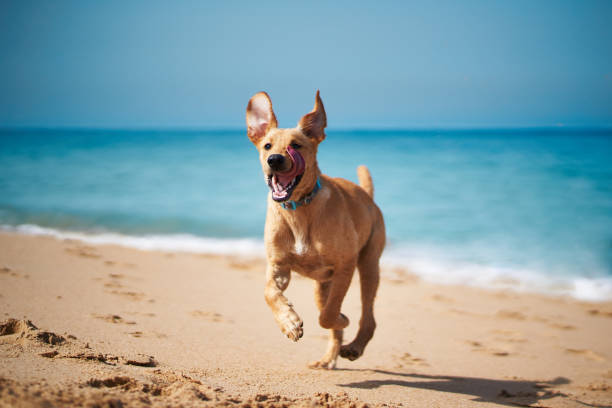 Happy dog running on beach Happy dog running on beach dog agility photos stock pictures, royalty-free photos & images