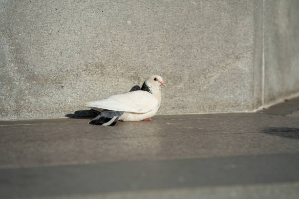 istock Dove lying in the sun on a stone slab 1327737981
