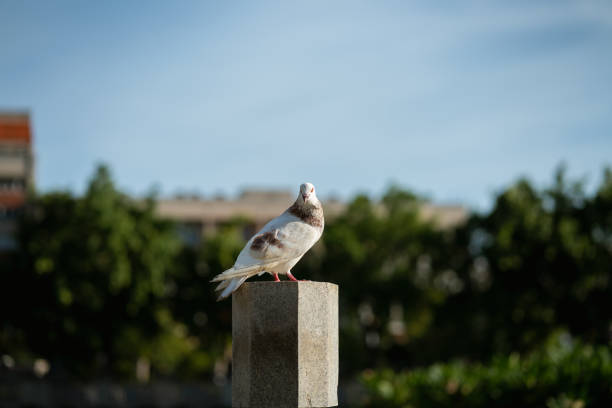 Pigeons standing on a stone pier basking in the sun