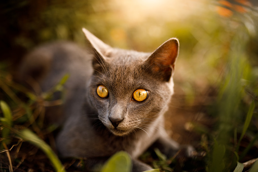 Portrait of gray cat relaxing lying on grass