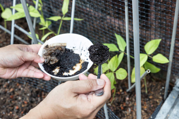 Coffee grounds being added to vegetables plant as natural organic fertilizer rich in nitrogen for growth Coffee grounds being added to vegetables plant as natural organic fertilizer rich in nitrogen for healthy growth ground coffee stock pictures, royalty-free photos & images