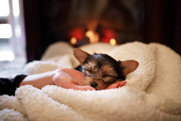 Cute puppy wrapped in blanket sleeping on female hand