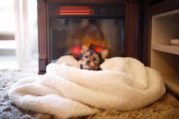 istock Fluffy puppy wrapped in blanket in front of a fireplace 1327738944