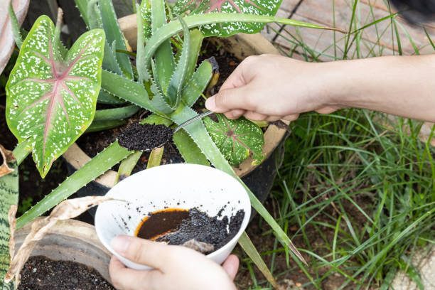 Coffee grounds being added to alovera plant as natural organic fertilizer rich in nitrogen for growth Coffee grounds being added to aloevera plant as natural organic fertilizer rich in nitrogen for healthy growth ground coffee stock pictures, royalty-free photos & images