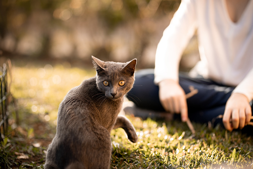 Grey cat sitting on grass near a girl