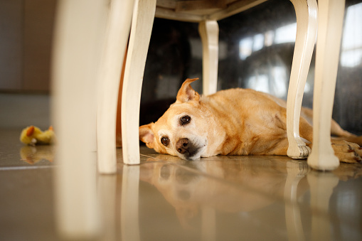 Tired dog lying under a table