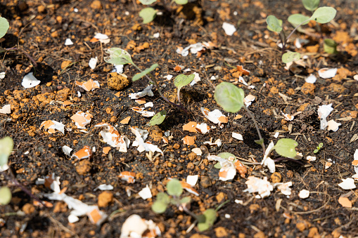 Closedup of crushed egg shell scatted onto soil as organic fertilizers for baby vegetables in garden