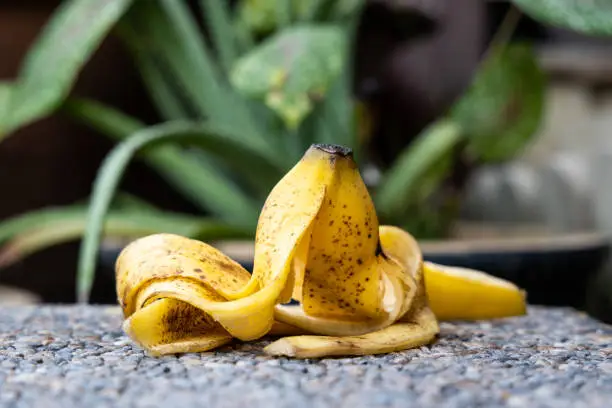 Photo of gBanana peel against lush healthy plants in gardening background.