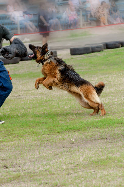K9 dog training. Attack German shepherd jumping. Wet Pet attacks person in special bite sleeve. Splashing water flies to and fro. Service dog training. Side View. Motion Blur.