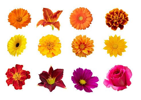 Background of of Marigold flowers