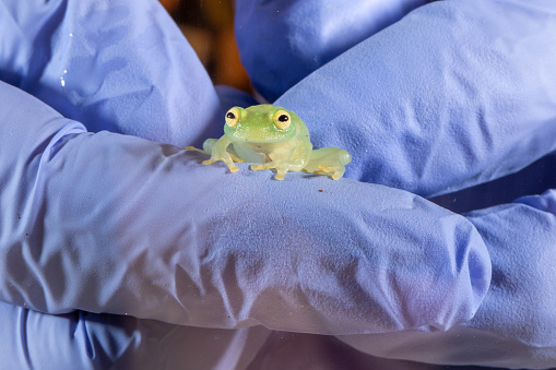 Glass Frog being humanely handled by its owner