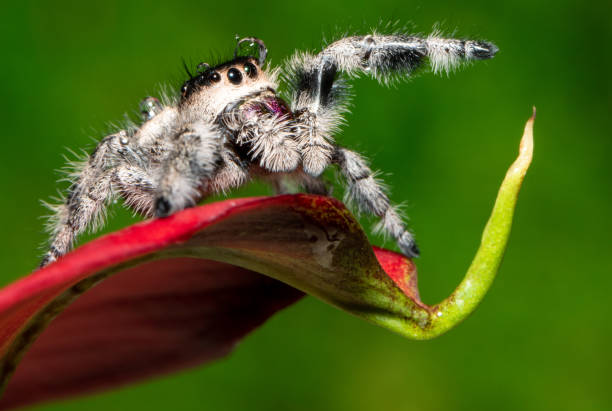 Regal Jumping Spider Phidippus regius female jumping spider photos stock pictures, royalty-free photos & images