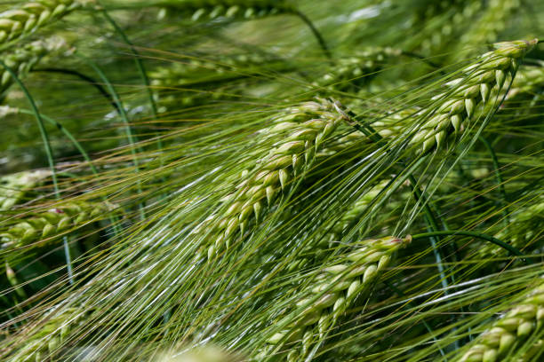 istock rye field with green unripe rye spikelets 1327751294