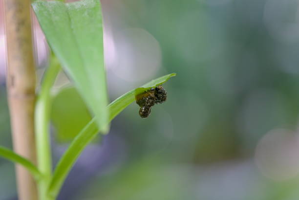 istock Larva pest Scarlet lily beetle eating leaves 1327751395