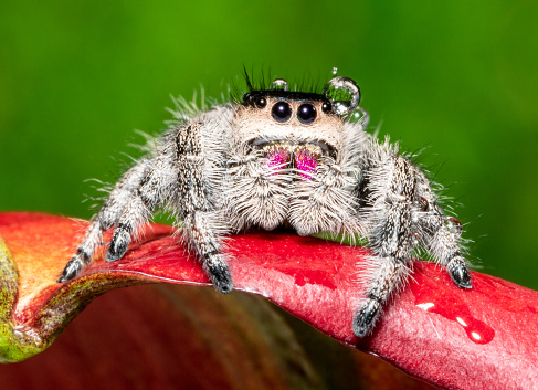 Phidippus regius female