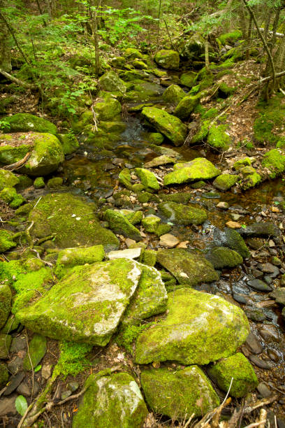 istock Mossy rocks in a stream in New Hampshire. 1327752052