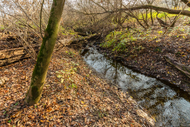 istock stream in the autumn forest. 1327752120