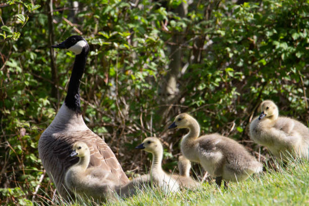 istock goslings of Canada goose 1327752278
