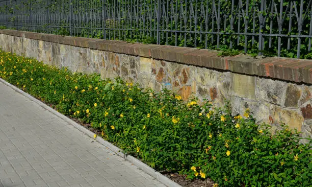 Photo of along the fence with a brick foundation is a flower bed with St. John's wort bushes. The forged black fence is overgrown with hornbeam hedges