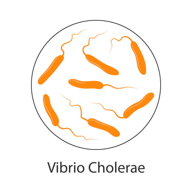 Vibrio cholerae bacteria, cartoon illustration. A bacterium that causes cholera disease and is transmitted through contaminated water. Vibrio cholerae bacteria, cartoon illustration. A bacterium that causes cholera disease and is transmitted through contaminated water. cell flagellum stock illustrations