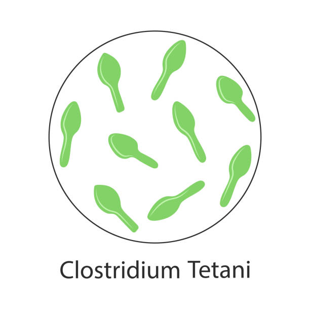 Tetanus Vector 330+ Tetanus Stock Illustrations, Royalty-Free Vector Graphics & Clip ...