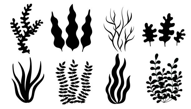 множество водорослей, черный ил. простой вектор - algae stock illustrations