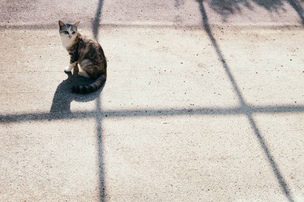 istock Cute face cat and shadow of line 1327753319