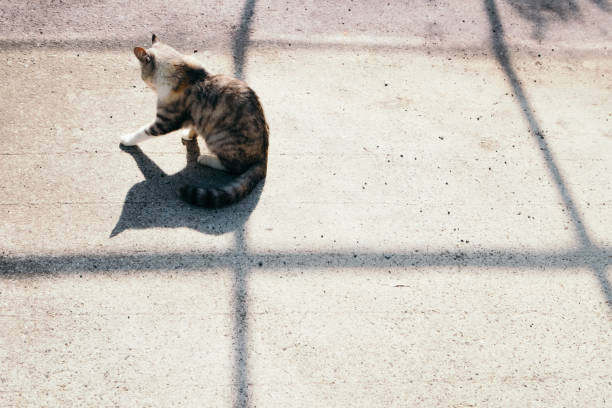 istock Cat and shadow of line 1327753321