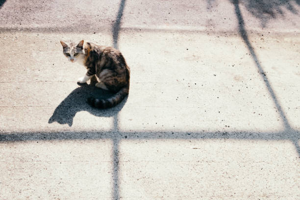 istock Cat and shadow of line 1327753323