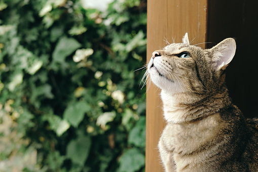 Cat sitting on the green grass in the garden and watching some with big interest.