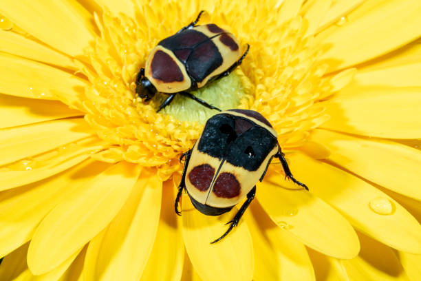 chrząszcz słoneczny - insect animal eye flower flower head zdjęcia i obrazy z banku zdjęć