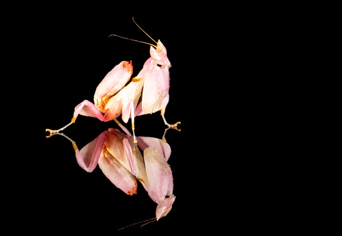 Orchid Mantis (Hymenopus coronatus) is from the tropical forests of Southeast Asia