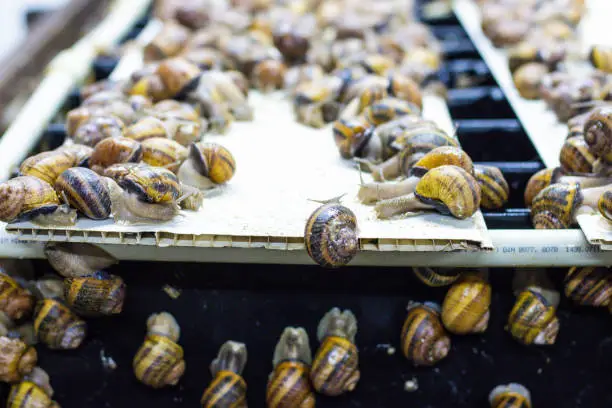 Photo of Helix Aspersa Muller, Maxima snail, organic farming, Farm Snail, which grows edible snails, shelf with snails, refrigerator for growing snails