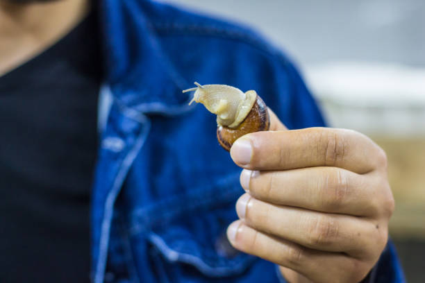 Small snail in a man's hand on a snail farm