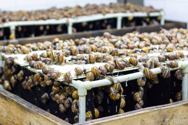 헬릭스 아스퍼사 뮬러, 막시마 달팽이, 유기농 농업, 식용 달팽이를 재배농장 달팽이, 달팽이가 있는 선반, 달팽이를 재배하는 냉장고 - aspersa 뉴스 사진 이미지
