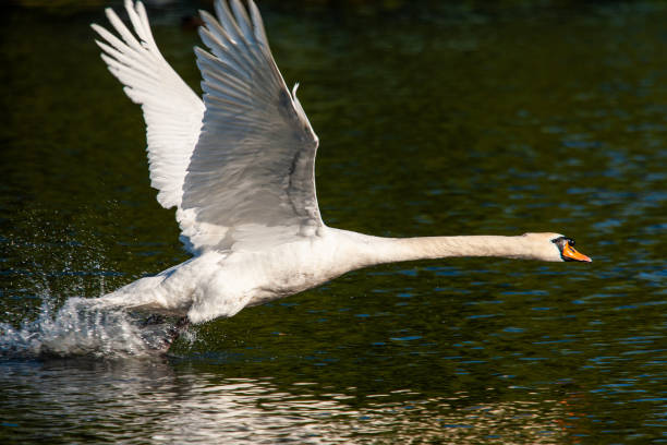 istock Mute swan flapping its wings over a pond in London, UK 1327756686