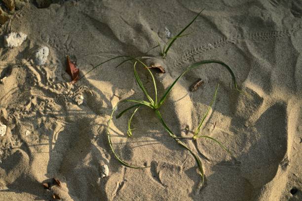 istock Pioneer Grass in the sand 1327757641