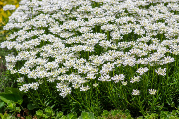 istock Iberis sempervirens evergreen candytuft perenial flowers in bloom, group of white springtime flowering rock plants 1327757767