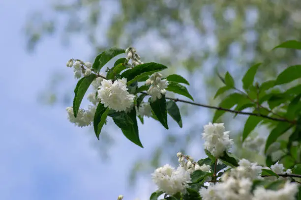Deutzia scabra fuzzy pride of rochester white flowers in bloom, crenate flowering plants, shrub branches with buds and green leaves, Candidissima cultivar againt blue sky