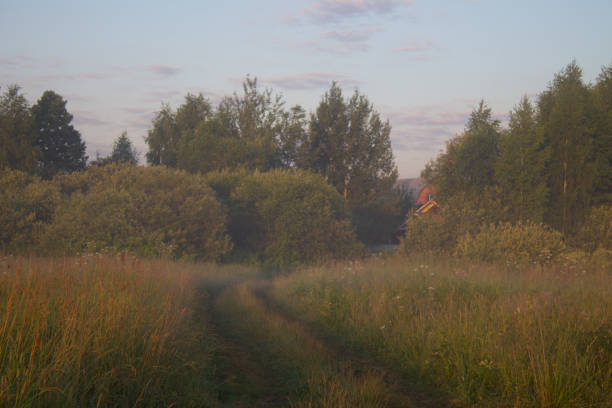 Beautiful summer landscape - a country road in a field and trees against the background of the dawn morning sky