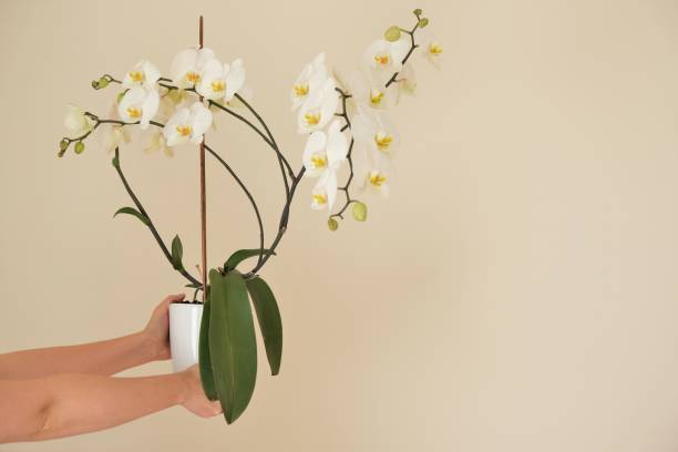 White orchid flower.White phalaenopsis flowers. Orchid flower in a white pot in female hands on a beige background. Indoor flowers in pots.Home plants and flowers. White orchid flower.White phalaenopsis flowers. Orchid flower in a white pot in female hands on a beige background. Indoor flowers in pots.Home plants and flowers. orchid white stock pictures, royalty-free photos & images
