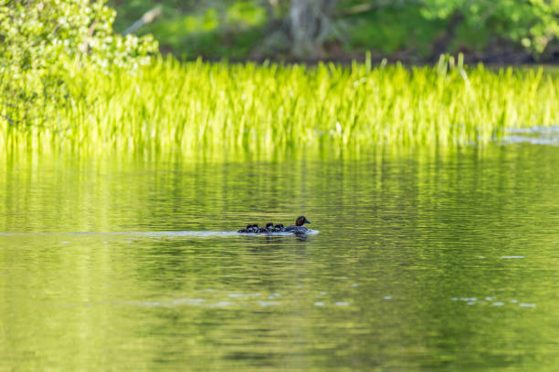 Goldeneye with chicks swimming in the lake Goldeneye with chicks swimming in the lake female goldeneye duck bucephala clangula swimming stock pictures, royalty-free photos & images