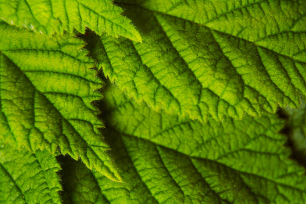 istock Textured green leaves close up, natural background 1327760390