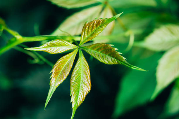 istock Textured green leaves close up, natural background 1327760400