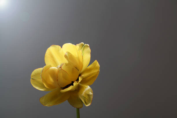 yellow tulip on grey background.copy space. design for holiday card. spring concept. Background for wedding greeting, Mother's day, Women's day card.